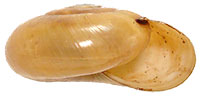 M. inornatus shell side