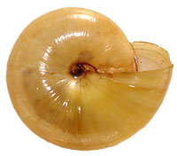 M. inornatus shell bottom