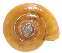 M. inornatus shell top