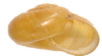 M. perlaevis shell side