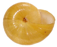 M. perlaevis shell bottom