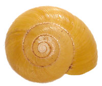 M. perlaevis shell top