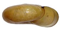 M. subplanus shell side