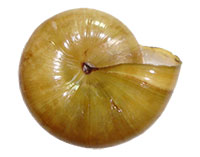 M. subplanus shell bottom