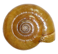 M. subplanus shell top