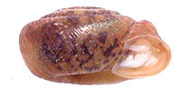 D. plicata shell side