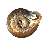 D. plicata shell bottom