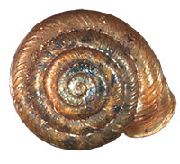 M. plicata shell top