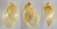 Views of a Novissuccinea ovalis shell