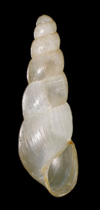 O. pyrgula shell