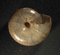 O. cellarius shell bottom