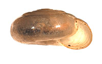 P. blarina shell side