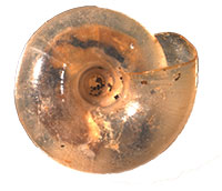 P. blarina shell bottom