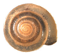 P. blarina shell top