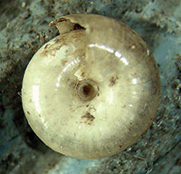 P. capsella shell bottom