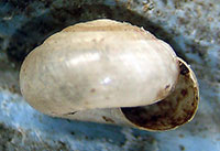 P. capsella shell side