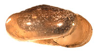 P. dentilla shell side