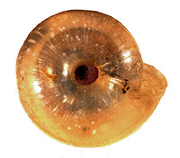 P. dentilla shell bottom