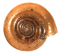 P. dentilla shell top