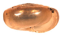 P. lamellidens shell side