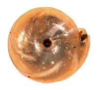 P. lamellidens shell bottom