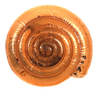 P. lamellidens shell top