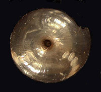 P. multidentata shell bottom