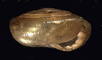 P. multidentata shell side