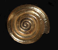 P. multidentata shell top