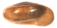 P. placentula shell side