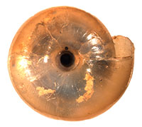 P. placentula shell bottom