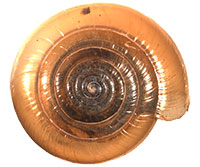 P. placentula shell top