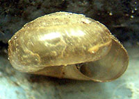 P. reesei shell