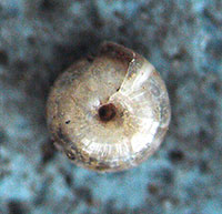 P. septadens shell bottom