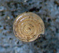 P. septadens shell top