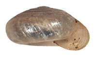 P. seradens shell side