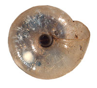 P. seradens shell bottom