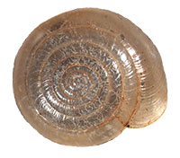 P. seradens shell top