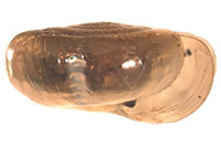 P. subtilis shell side
