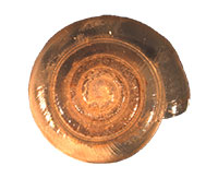 P. subtilis shell top