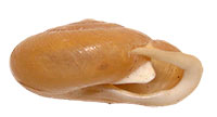 P. laevior shell side