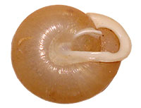 P. laevior shell bottom