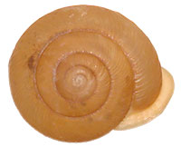 P. laevior shell top