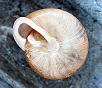 P. panselenus shell bottom