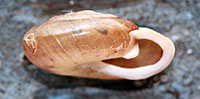 P. panselenus shell side