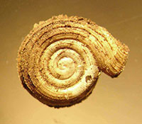 P. virginianus shell