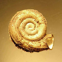 P. virginianus shell