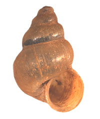 P. cincinnatiensis shell