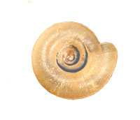 P. blandianum shell bottom