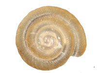 P. blandianum shell top